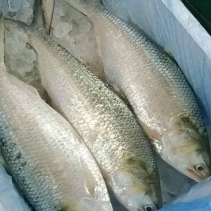 ৮ পিস মাছে ৬ কেজি= ২২০০ টাকা।