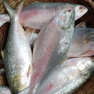 ৭ পিস মাছে ৬ কেজি= ২৭০০ টাকা।