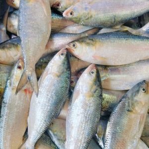 ৬ পিস মাছে ৬ কেজি= ৩২০০ টাকা।